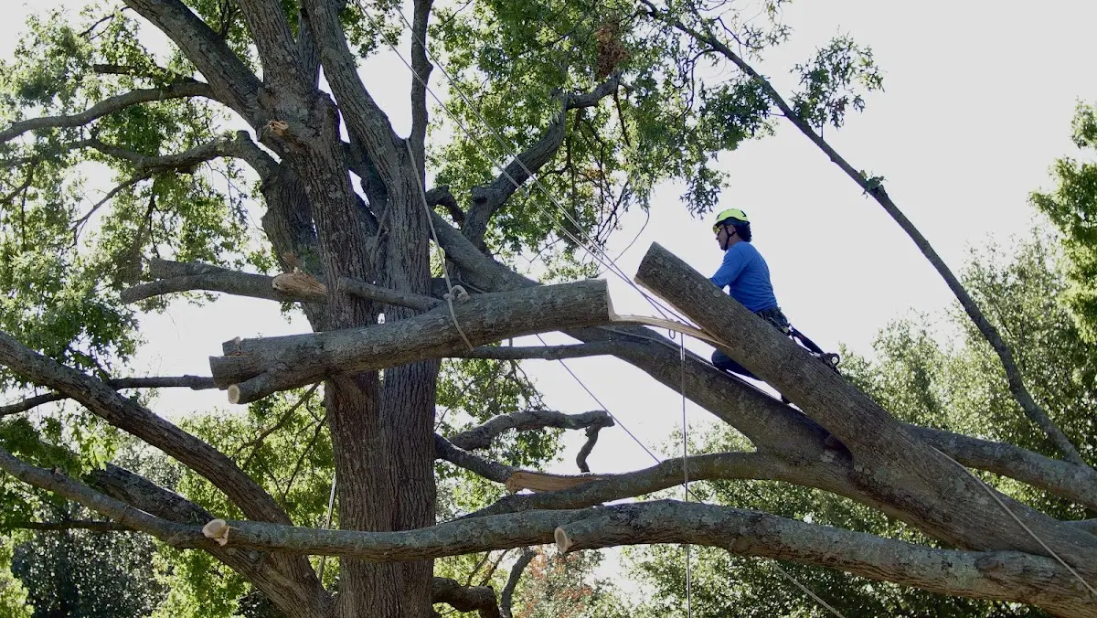 Professional Crown Thinning performed by certified arborists in Oran