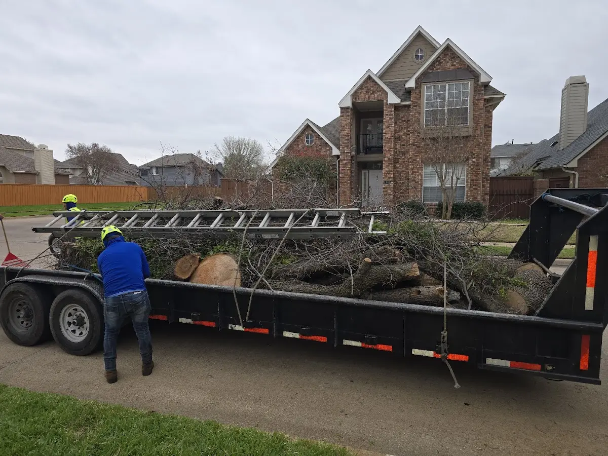 Expert Tree Removal with proper safety equipment in Oran